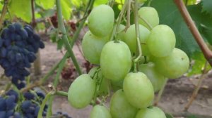 Виноград Пилигрим , Белая Скала и Мечта Фермера.