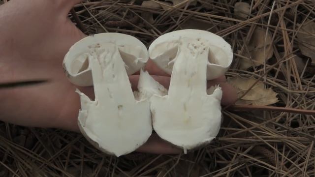 Amanita ocreata "Destroying Angel" Mushroom Identification (California)
