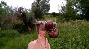 Grape Snail Racing / Гонки Виноградных улиток