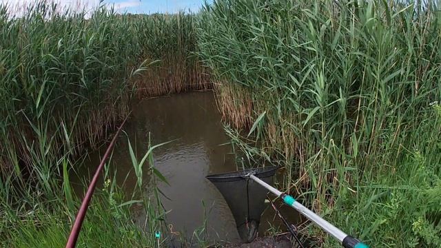 Ловля ОГРОМНЫХ КАРАСЕЙ в камыше. Рыбалка на ПОПЛАВОК 2022.