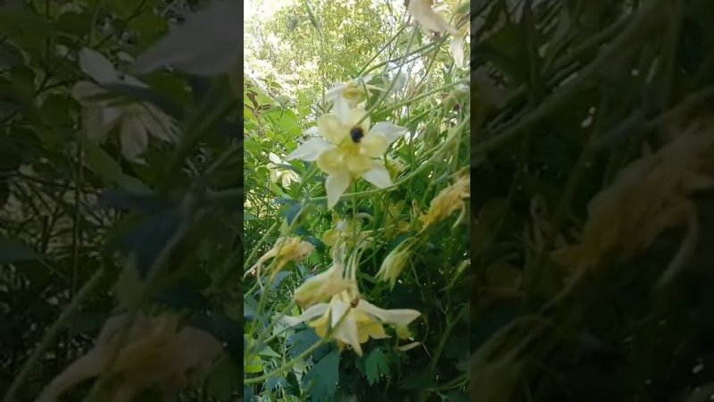 Работа шмеля