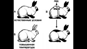 § 22 Фенотипическая изменчивость