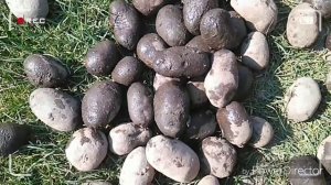 Картофель Гурман.Посылка из Амурской области.