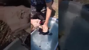 Как почистить утку за 5 мин?
