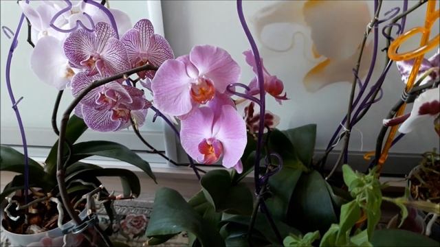 Мои орхидеи. Удобрения для пышного цветения орхидей. смотреть онлайн