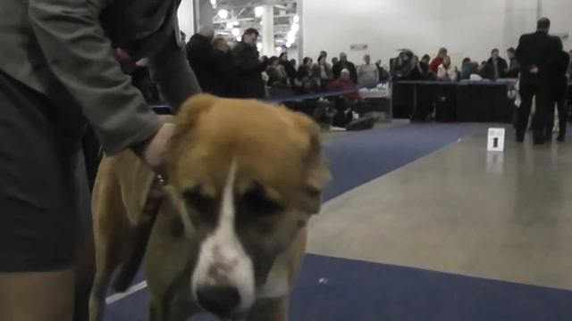 "Евразия 2013", ринг среднеазиатских овчарок. смотреть онлайн