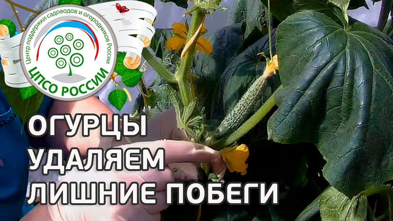 Формирование огурца в период плодоношения. Выращивание огурцов в теплице.