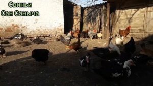 Чем и как кормить курей чтобы несли много яиц