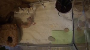 Кормление эублефара замороженными сверчками