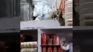 Крысиные бои.