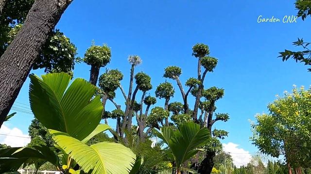 Mini zoo in the Garden. Big Bromeliad and vertical garden смотреть онлайн