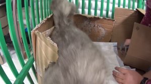 Убираем у новорожденных котят