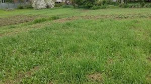 Всходы чеснока воздушка. Всходы сидерата фацелия. Прополка чеснока.