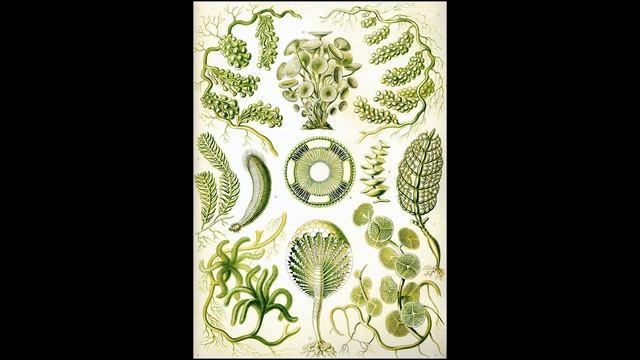 Зеленые водоросли смотреть онлайн