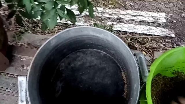 Дрожжевание корма для кур. Вечернее кормление.