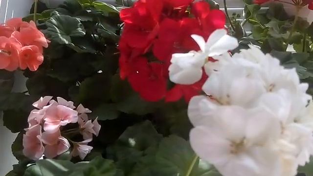 моя малиновая герань 1.5.2019 год смотреть онлайн