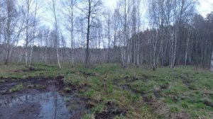 Охота с норвежскими лайками