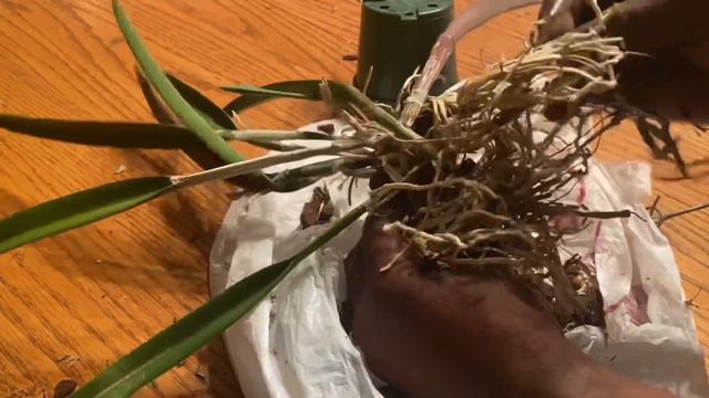 UNPOTTING A ROOTBOUND CATTLEYA AND MOUNTING #brassavola #plantiolaorquidea #orchids смотреть онлайн