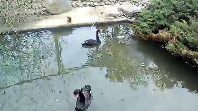 ВЛОГ Зоопарк !!!!!! смотреть онлайн