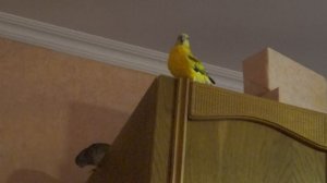 певчий  попугай