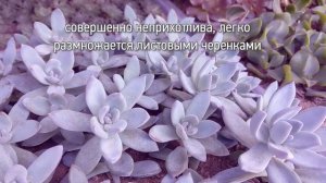 Редкие виды растений. Суккуленты. Пахиверия экзотика