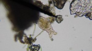 Rotifer / Wheel Animal, 4K Olympus TG-6 and Swift SW150