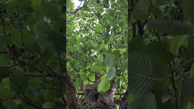 Grey alder (Alnus incana) - canopy - May 2018