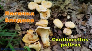 Лисичка бледная | Cantharellus pallens | ГРИБОТЕКА