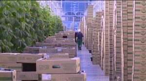 В Туймазинском районе Башкирии построят тепличный комбинат по выращиванию овощей