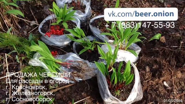Продажа рассады Черемши Калбы Краснорский край. Красноярск ЗАТО Железногорск Сосновоборск