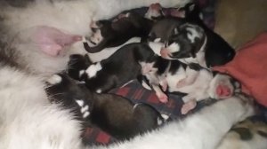 Родившиеся щенки собаки Хаски, день второй