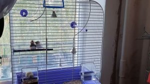 утро амадинов,  чем играют амадины и как они поют