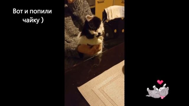 А Ваша кошка так умеет  ??? Даже в цирк не надо ходить! #любимая кошка#чудокошка