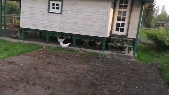 Как поймать сбежавшую курицу смотреть онлайн