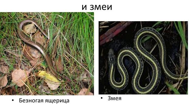 Ящерицы