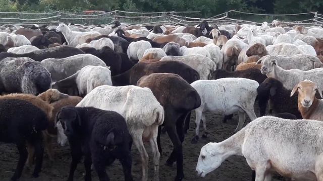Гурдючние баранов продам смотреть онлайн