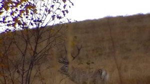 Рев кавказского оленя