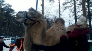 Катание на верблюде зимой. Настя кормит большого верблюда