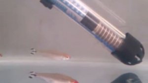 Красноносая тетра,радостомртс,разведение