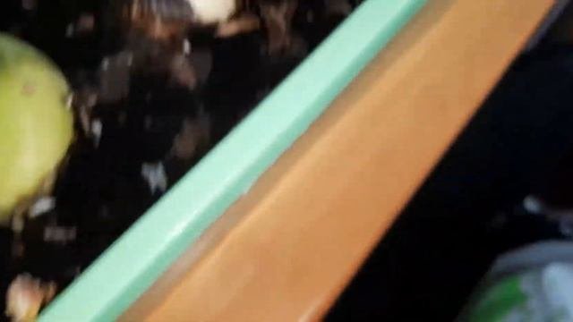 Амариллисы от покупки до/Несозревший цветонос/Часть 7