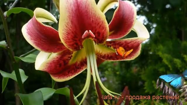 Лилия от-гибрид Шехерезада (lilium) ? лилия Шехерезада обзор: как сажать луковицы лилии Шехерезада смотреть онлайн