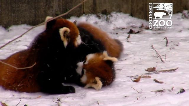 Red Panda Cubs Love Snow - Cincinnati Zoo смотреть онлайн