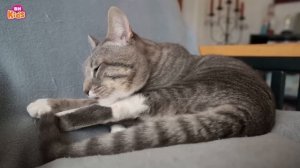 Nhà Em Có Con Mèo Chú Mèo Kêu Meo Meo - Ca Nhạc Thiếu Nhi Ai Cũng Yêu Chú Mèo