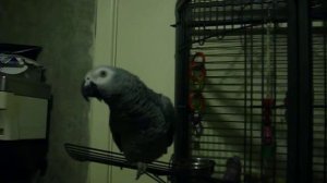 Delilah The African Grey Parrot