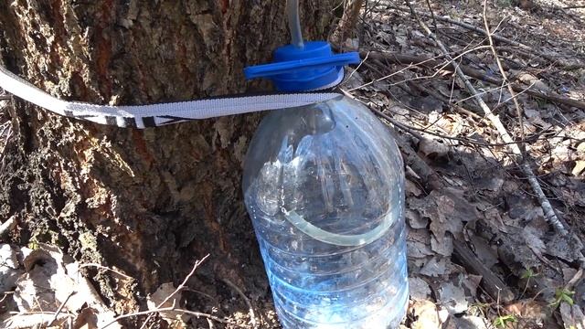 СБОР БЕРЁЗОВОГО СОКА! смотреть онлайн