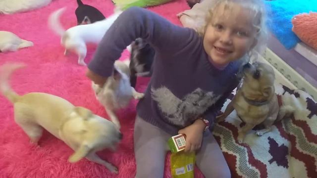 чихуахуа очень рады гостям СИМФЕРОПОЛЬ Кастропуло продам щенков смотреть онлайн