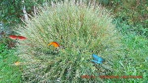 Ива пурпурный Нана (salix purpurea nana) ? пурпурный ива Нана обзор: как сажать, саженцы ивы Нана
