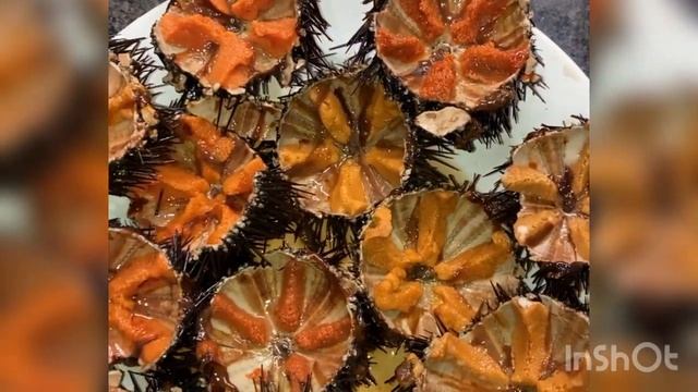 Разновидности морских ежей смотреть онлайн