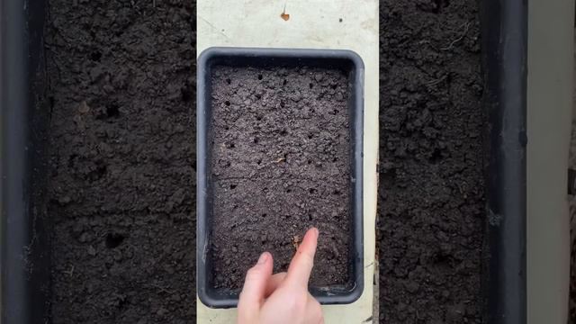 Вирощення спаржі в домашніх умовах #город #село #спаржа #росада смотреть онлайн