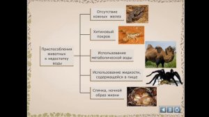 Приспособление животных к недостатку влаги